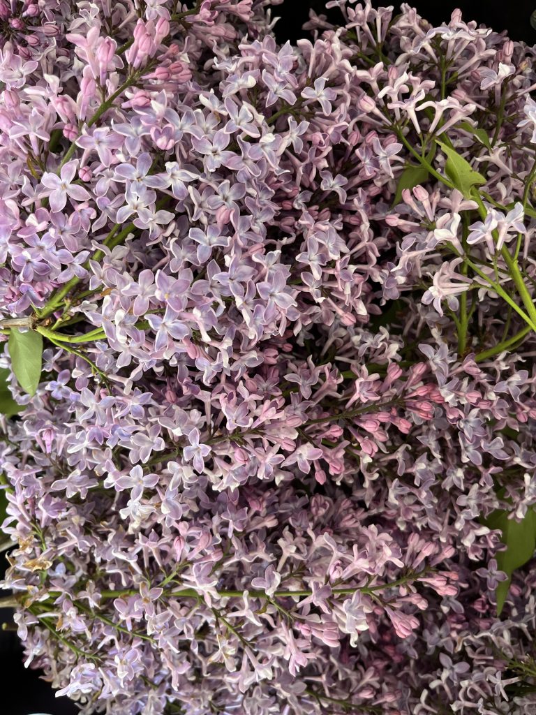 a bunch of lilac flowers