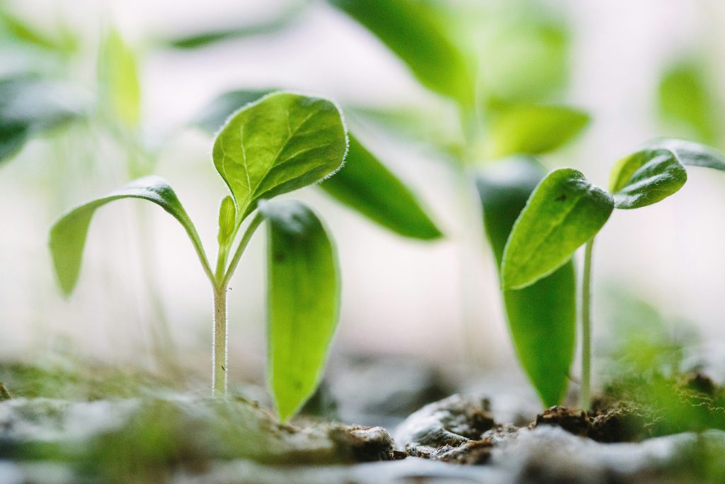 seedlings erupt from soil