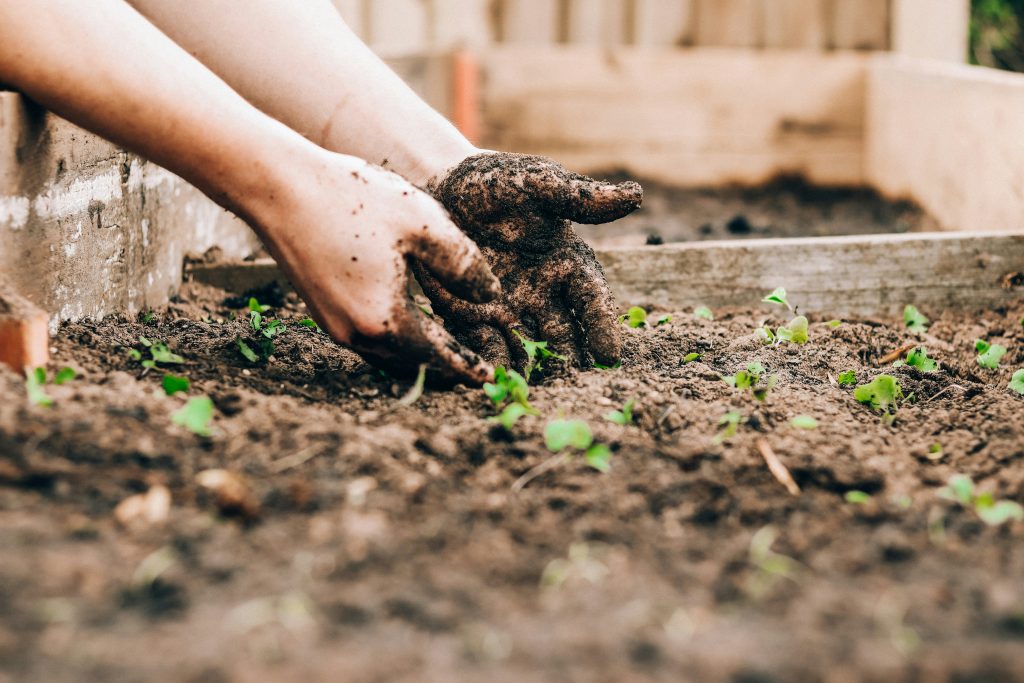 hands in dirt gardening