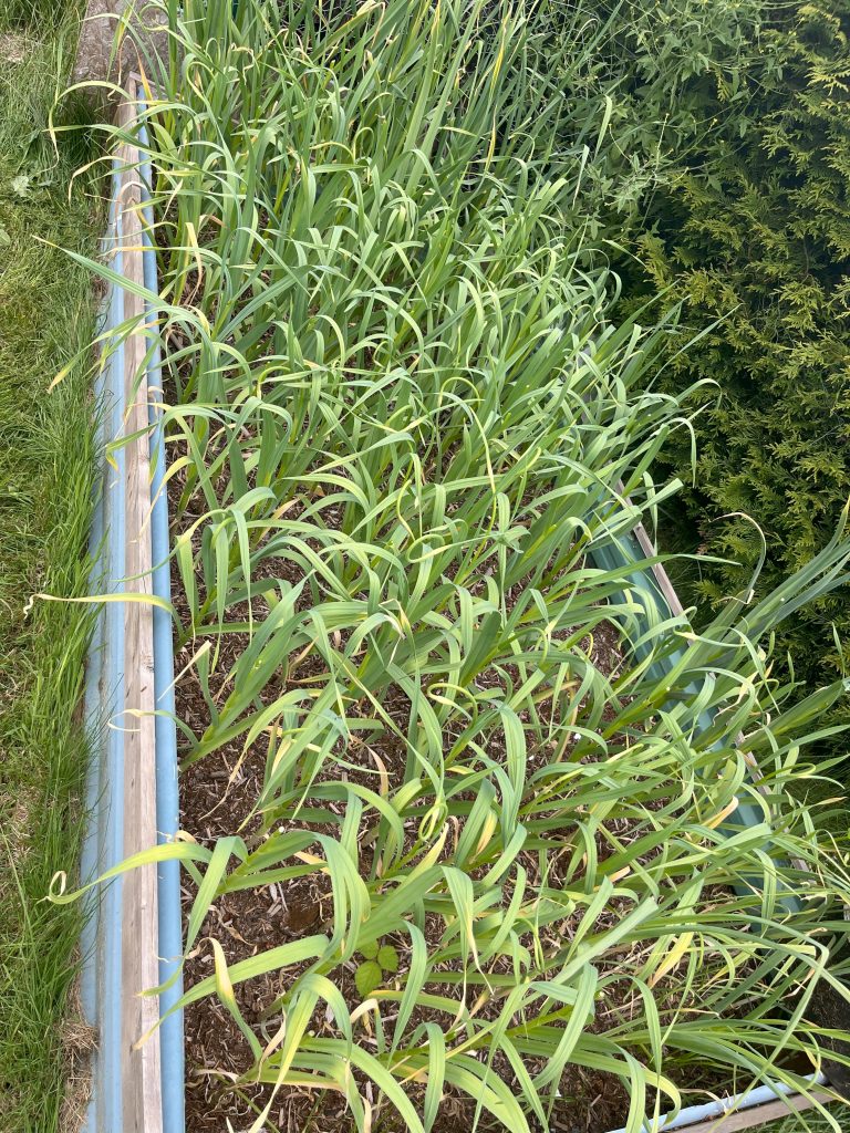 a bed of garlic 