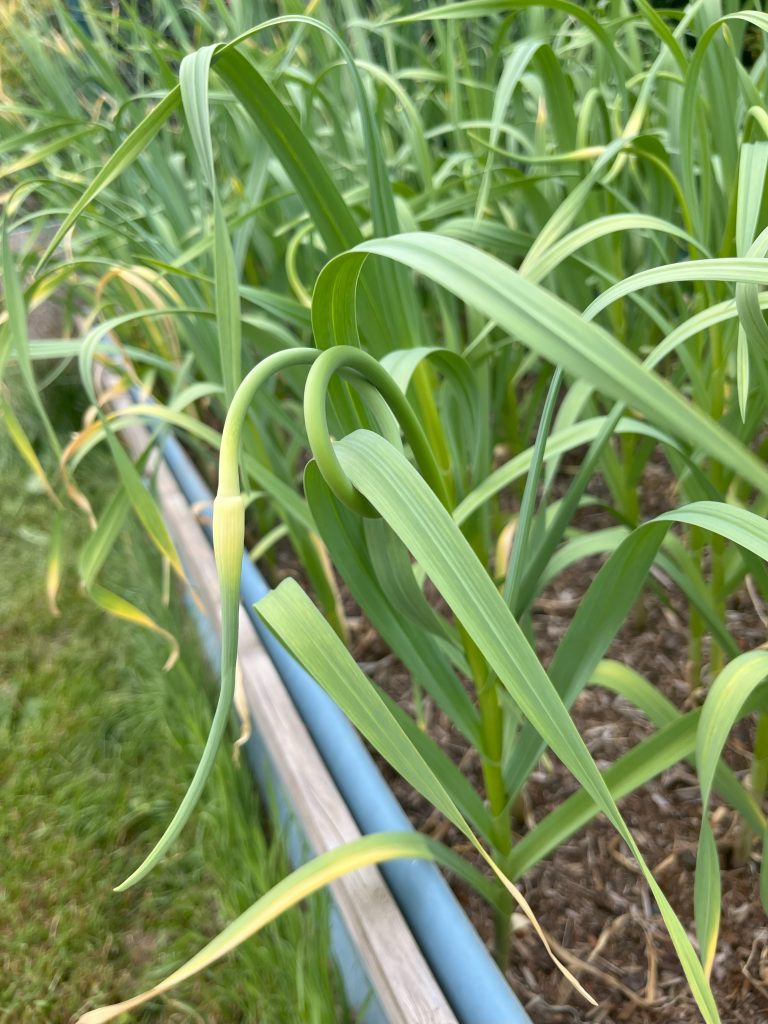 a garlic scape emerging from a garlic plant