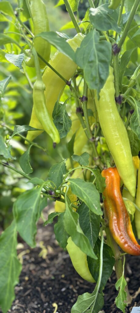 Banana peppers for salsa verde